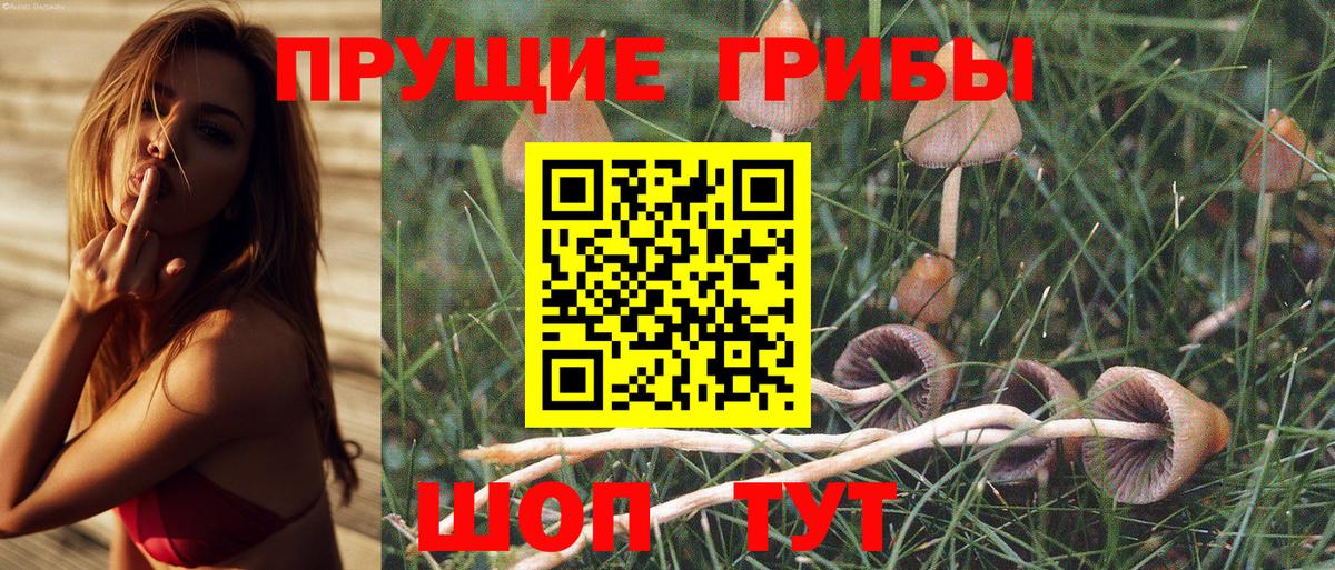 Псилоцибиновые грибы Psilocybe Большой Камень